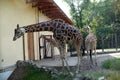 Three giraffes in a zoo stands on the grass extends a long neck