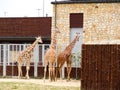 Three giraffes in the zoo Royalty Free Stock Photo