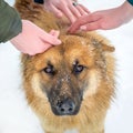 Three girls caress the red dog. Love to animals. People and animals are friends_ Royalty Free Stock Photo