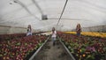 Three girls with flowerpots in hands walk synchronously to camera among flowers