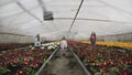 Three girls walks synchronously to camera among flower seedlings