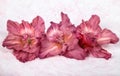 Three gladiolus flowers pale pink chocolate on a hand drawn background Royalty Free Stock Photo