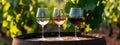 Three glasses of red, rose and white wine in the garden. Selective focus. Royalty Free Stock Photo