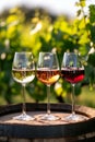 Three glasses of red, rose and white wine in the garden. Selective focus. Royalty Free Stock Photo