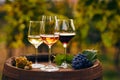 Three glasses of white, rosÃÂ© and red wine and an old wooden barrel Royalty Free Stock Photo