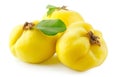 Three glossy yellow quince fruits with leaf, on white background