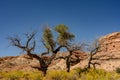 Three Gnarly Trees Amid The Yellow Rabbitbrush