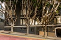 Three Gnarly Trees Grow On Hilly Sidewalk in San Francisco