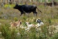 Three goats in the background black cow Royalty Free Stock Photo