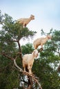 Three Goats Climbing an Argan Tree along the Road to Essaouira Morocco to Marrakesh