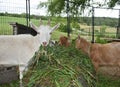 Three goats eating fresh grasses