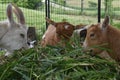 Three goats eating a snack of grass on their salad bar in summer on a farm in rural Wisconsin Royalty Free Stock Photo