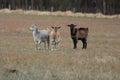 Three Goats in a Field