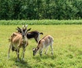 Three goats graze in the meadow. A brown goat with a large udder looks at the camera. Royalty Free Stock Photo