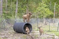 Three goats playing with culvert