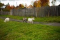 Three goats. Portrait of a goat on a farm in the village. Rural goats walk on the green grass Royalty Free Stock Photo