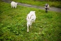 Three goats. Portrait of a goat on a farm in the village. Rural goats walk on the green grass Royalty Free Stock Photo