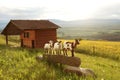 Three goats, small farm in swiss alps Royalty Free Stock Photo