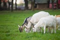 Three goats standing and eating green grass at rural meadow Royalty Free Stock Photo