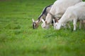 Three goats standing and eating green grass at rural meadow Royalty Free Stock Photo