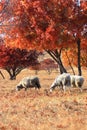 Three goats under maple Royalty Free Stock Photo