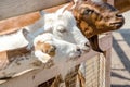 Three goats waiting to be touched Royalty Free Stock Photo