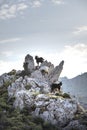 Three goats are walking on a high cliff in Rhodes Greece.