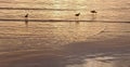 Three godwit birds in the surf at sunset