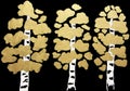 Three golden birches on black acrylic painting