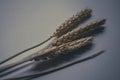 Three golden ears of wheat as a charm in Ukrainian culture Royalty Free Stock Photo