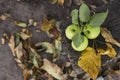 Three golden green apples of Beliy Naliv variety on brown wet natural old wooden table surface Royalty Free Stock Photo