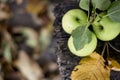 Three golden green apples variety on brown wet natural old wooden table surface. Fruits Royalty Free Stock Photo