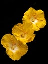 Three golden hibiscus flowers