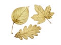 Three golden leaves Royalty Free Stock Photo