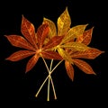 Three golden leaves black background isolated closeup, orange red yellow metal leaf, beautiful autumn season gold foliage, branch Royalty Free Stock Photo