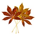 Three golden leaves white background isolated closeup, orange red yellow metal leaf, beautiful autumn season gold foliage, branch Royalty Free Stock Photo