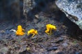Three golden mantella frog Royalty Free Stock Photo