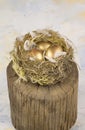 Three golden nest eggs Royalty Free Stock Photo