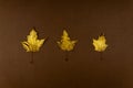 Three golden painted maple leaves on dark brown background. Trendy concept. Flay lay in minimalism style Royalty Free Stock Photo