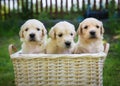 Three golden retriever puppies