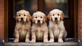 three golden retriever puppies, lined up sweetly, sitting in front of the door waiting for their owner, Generate AI