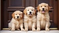 three golden retriever puppies, lined up sweetly, sitting in front of the door waiting for their owner, Generate AI