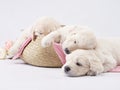 golden retriever puppies on a white background. cute sleeping dog Royalty Free Stock Photo