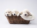 golden retriever puppies on a white background. cute sleeping dog Royalty Free Stock Photo