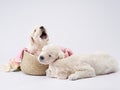 golden retriever puppies on a white background. cute sleeping dog Royalty Free Stock Photo