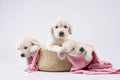 golden retriever puppies on a white background. cute sleeping dog Royalty Free Stock Photo