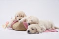 golden retriever puppies on a white background. cute sleeping dog Royalty Free Stock Photo