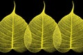 Three golden vein leaf of Bodhi on back background