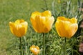 Three bright yellow tulip flowers, Tulipa Golden Oxford hybrid, blooming in springtime, close-up view