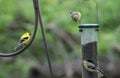 3 Goldfinches on Bird Feeder Royalty Free Stock Photo